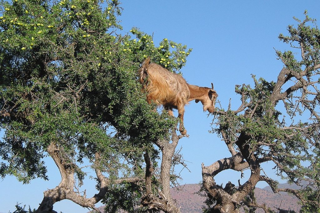 Moroccan Argan Oil